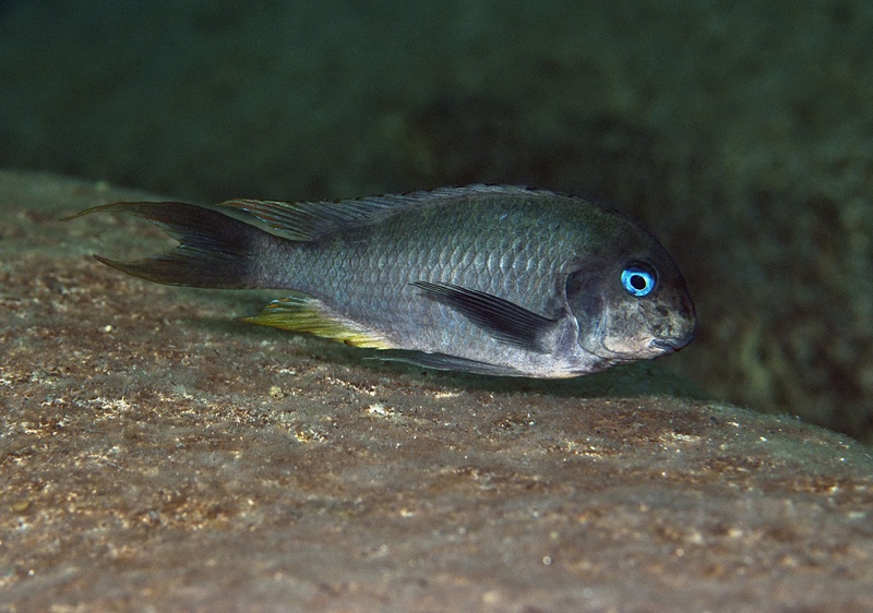 Tropheus polli 'Nkwasi Point'